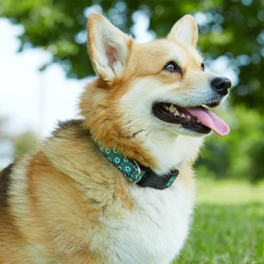 Eyre Square - Dog Collar